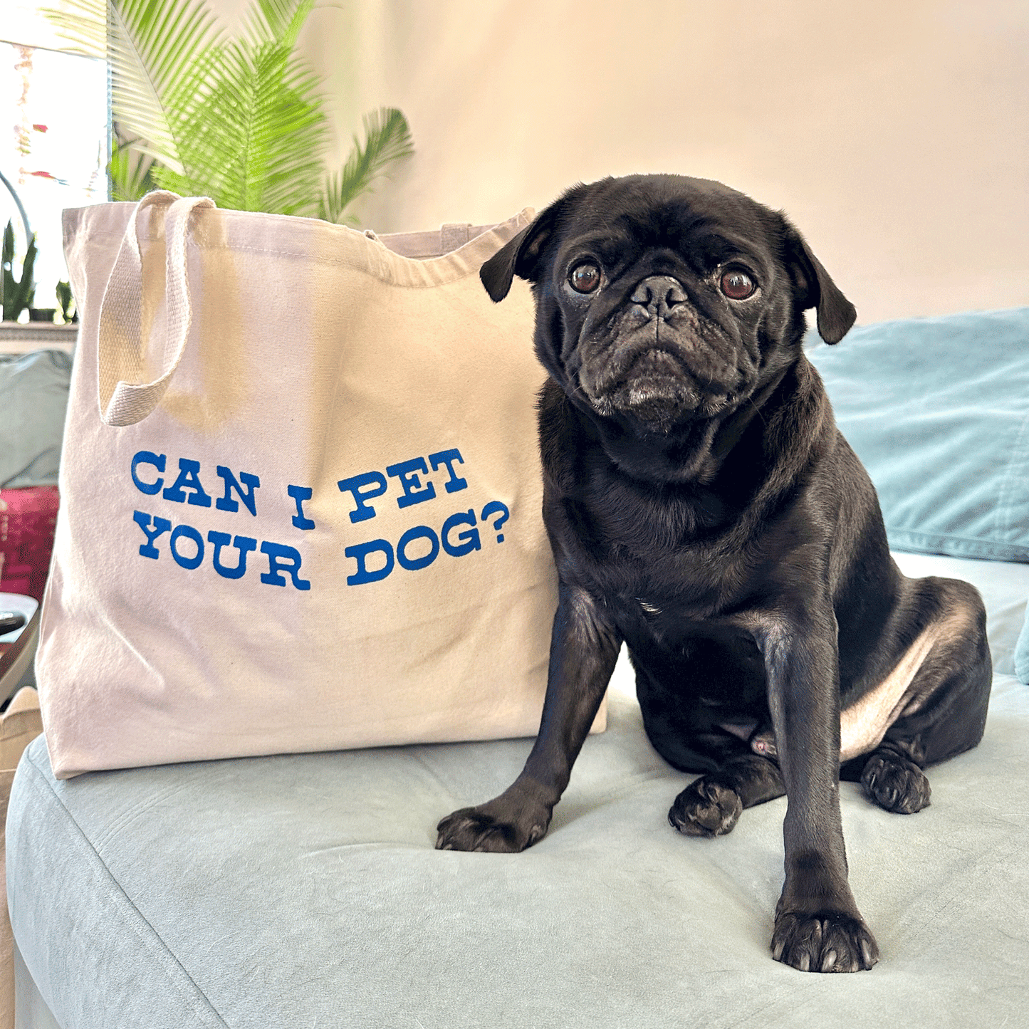 Large natural canvas colored tote bag sits on a blue couch next to a black pug dog.  "CAN I PET YOUR DOG?" is printed on the side of the tote in blue.