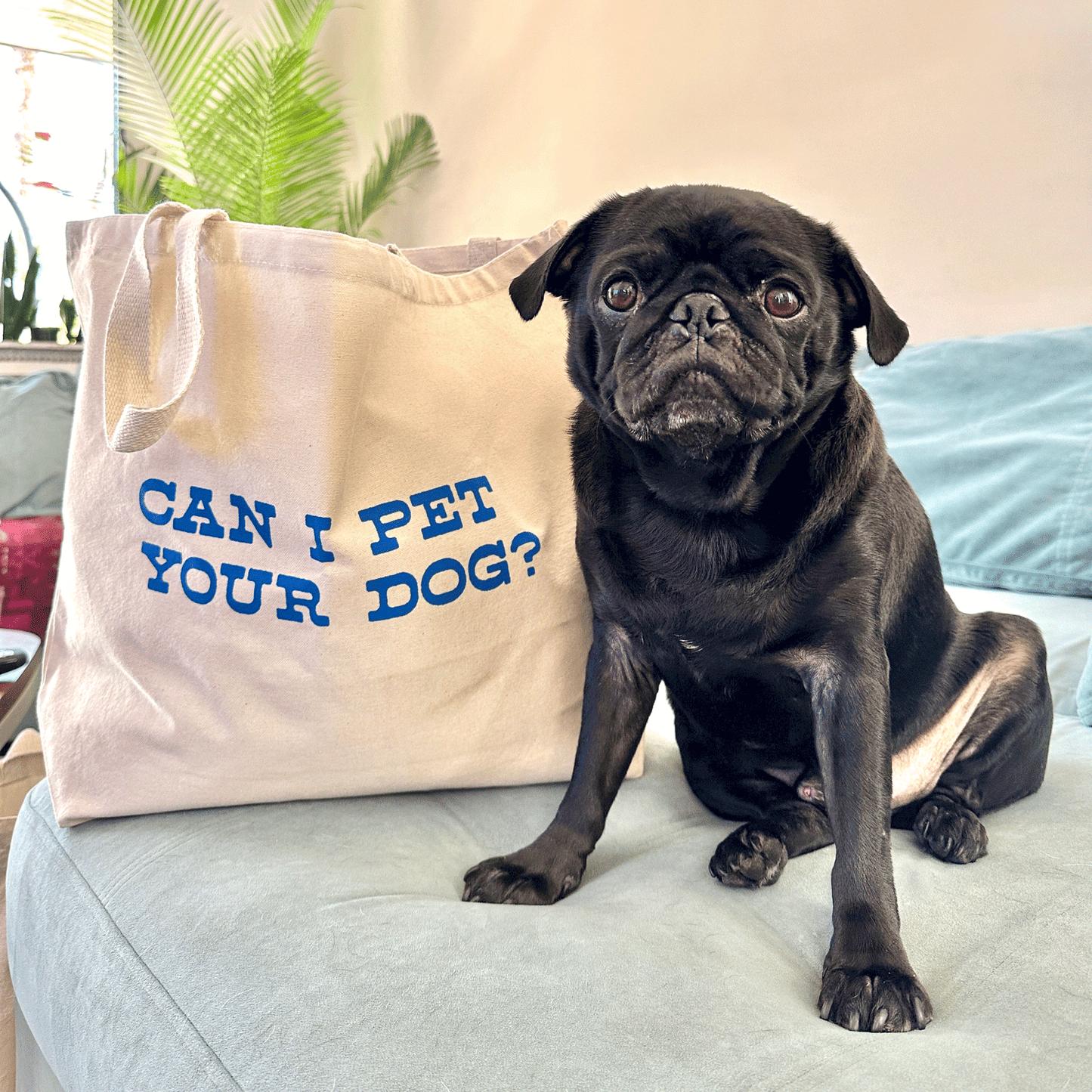 Large natural canvas colored tote bag sits on a blue couch next to a black pug dog. "CAN I PET YOUR DOG?" is printed on the side of the tote in blue.