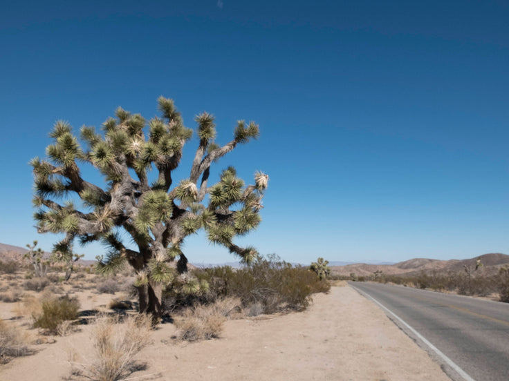 Wanderlust Series- Joshua Tree