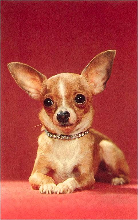 Vintage Chihuahua Postcard
