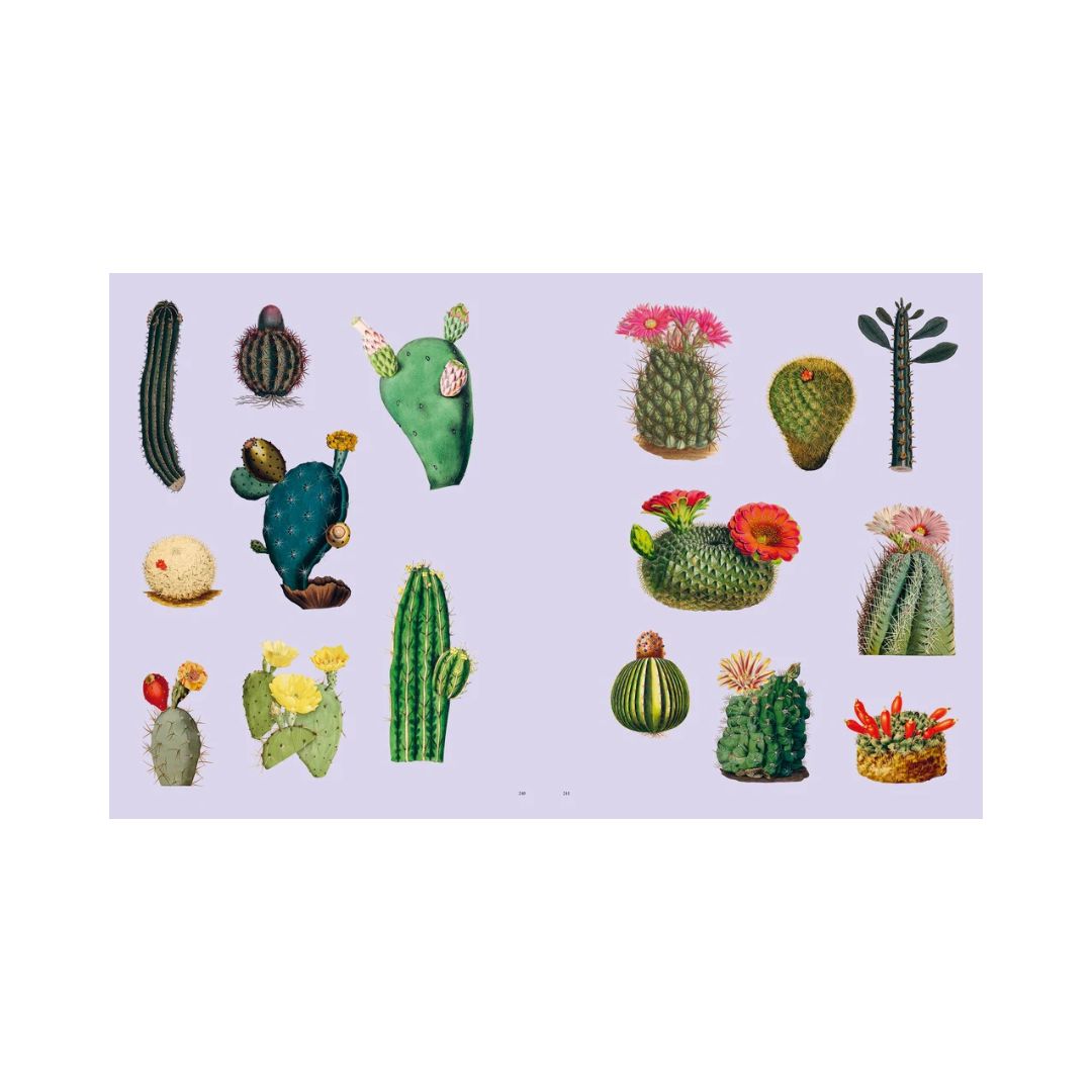 Extraordinary Things - Sticker Book - Maria Rivan