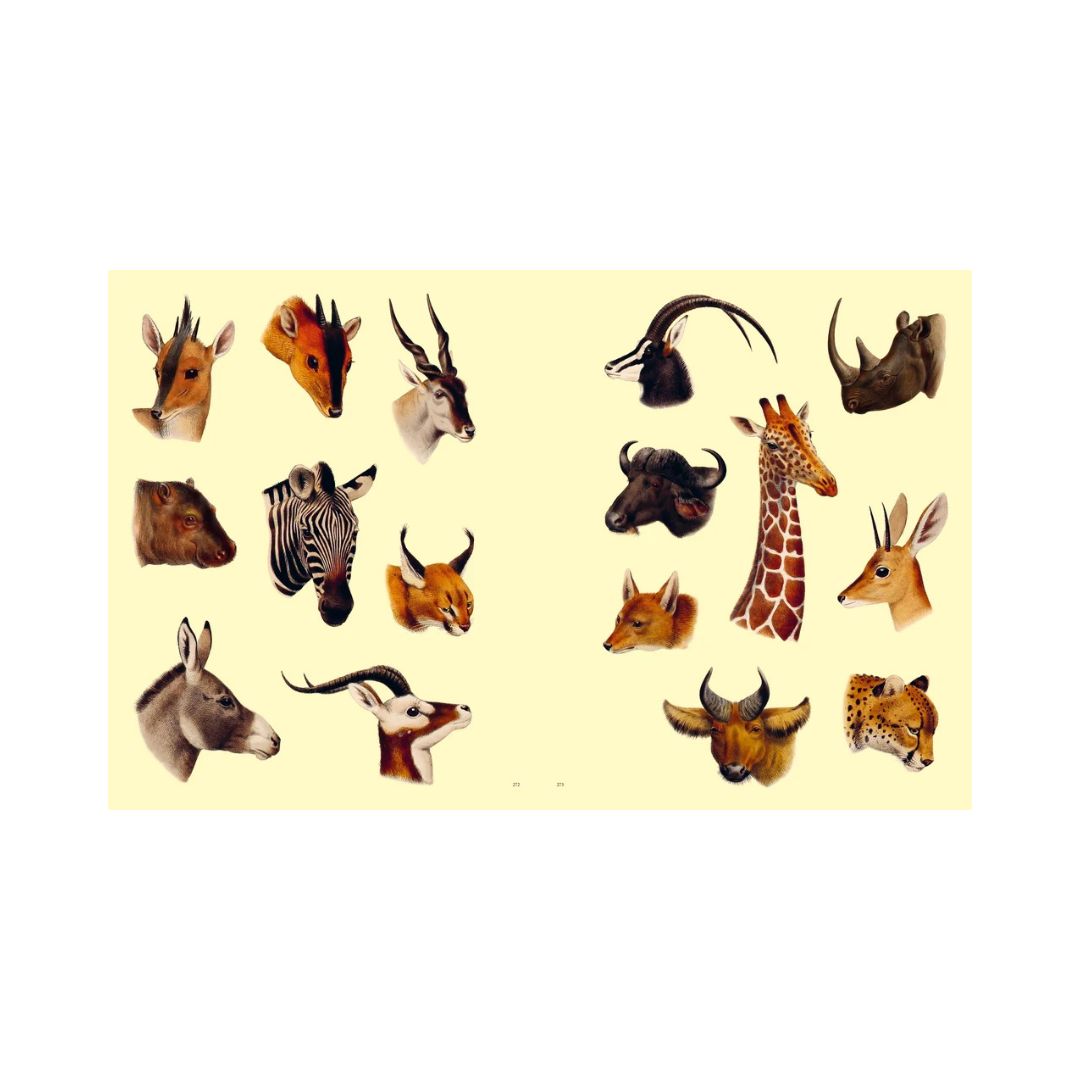 Extraordinary Things - Sticker Book - Maria Rivan