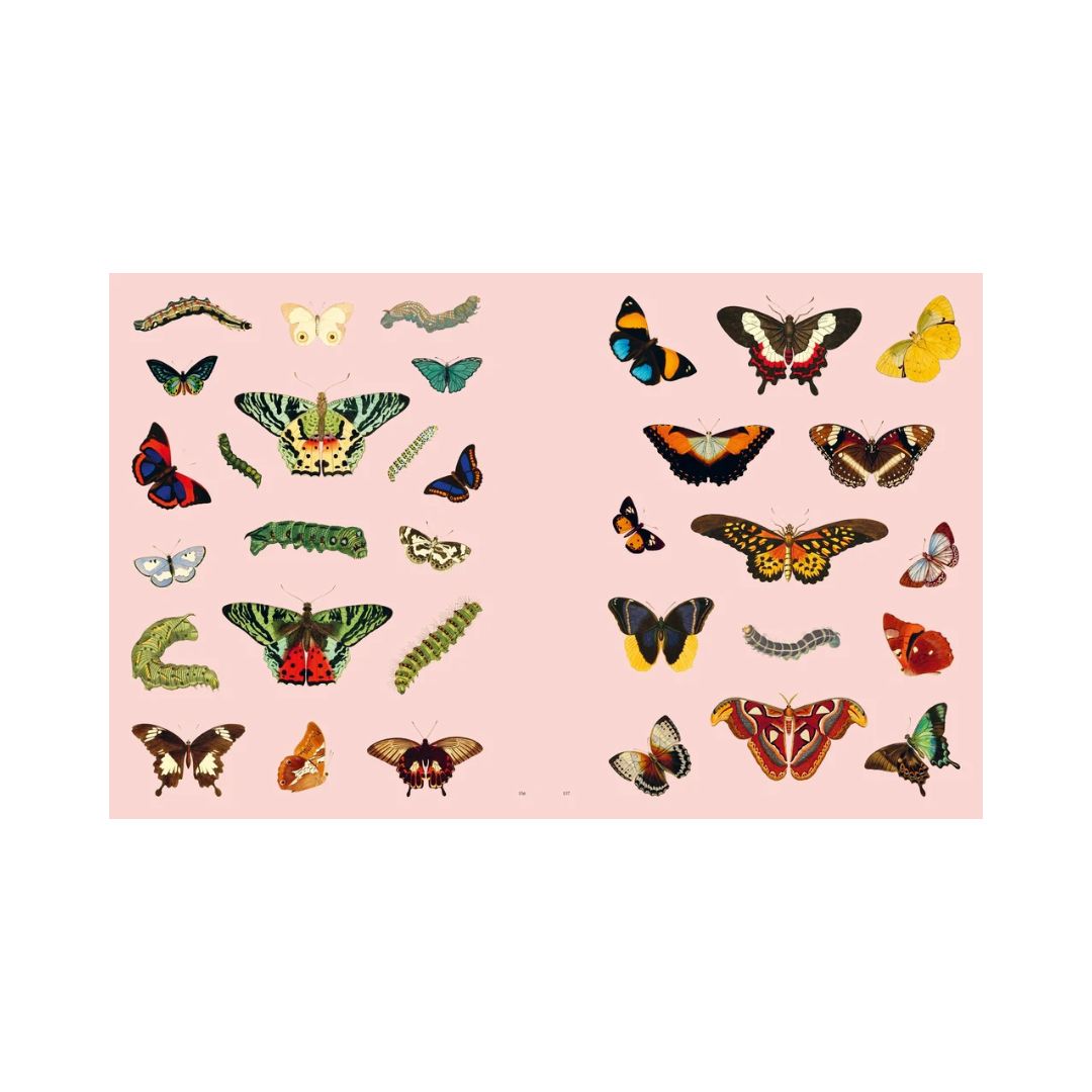 Extraordinary Things - Sticker Book - Maria Rivan