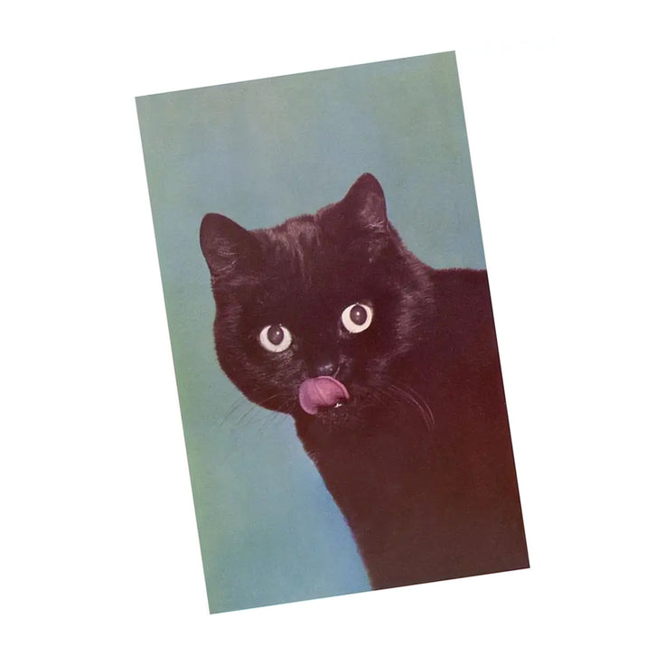 Black Cat Licking Chops Postcard