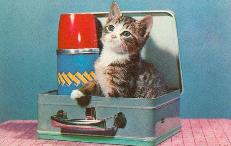 Vintage Kitten in a Lunchbox Postcard