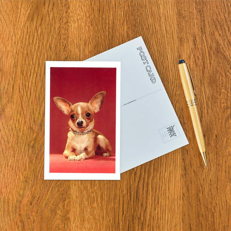 Vintage Chihuahua Postcard
