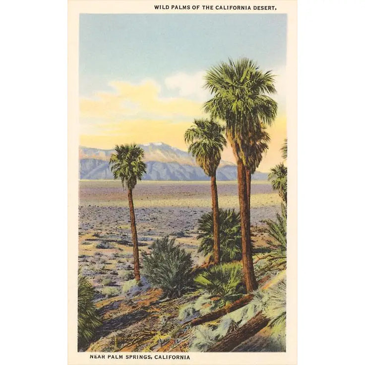 Wild Palms of Palm Springs Postcard
