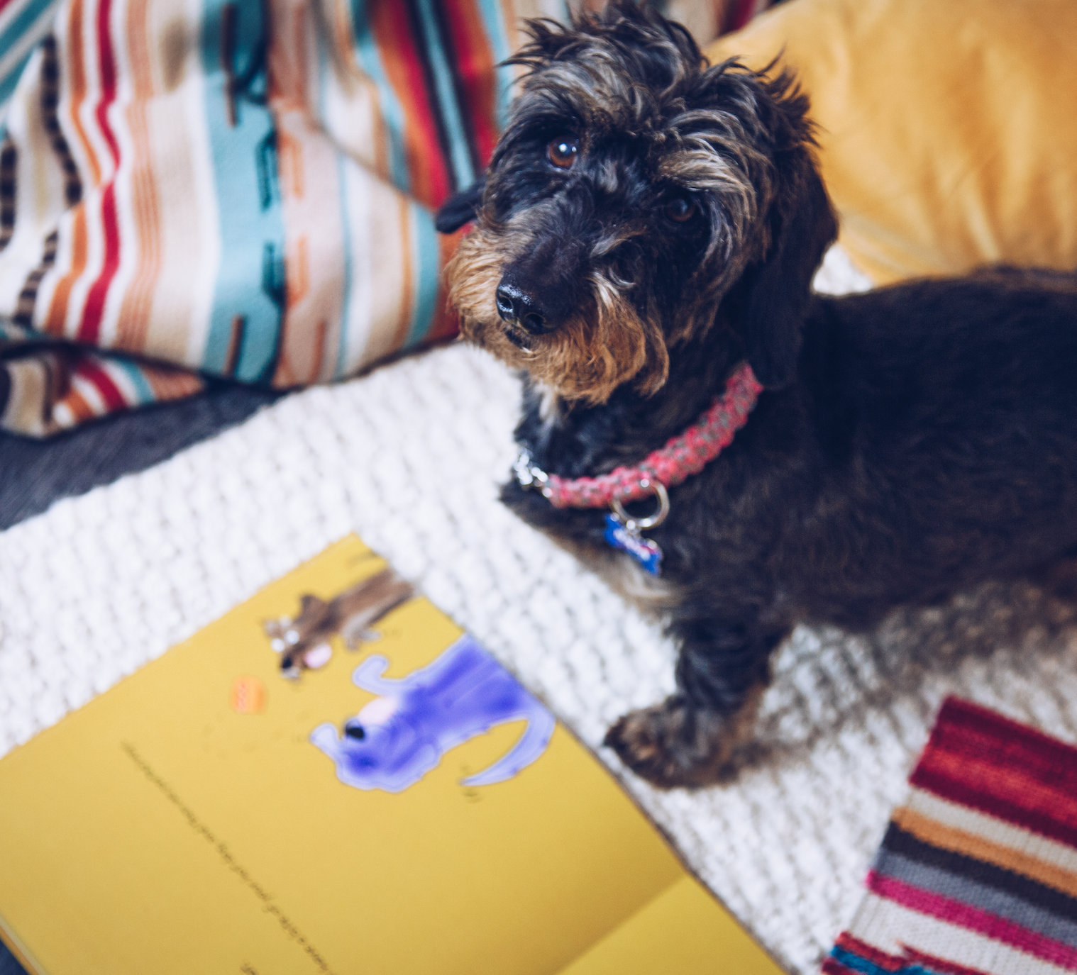 Have You Seen My Hot Dog Children's Illustrated Book- Soft Cover
